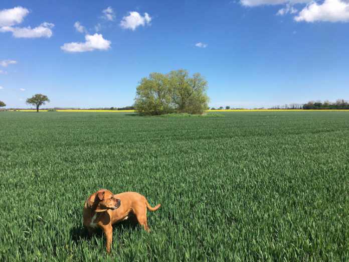 Rural living dog in green field