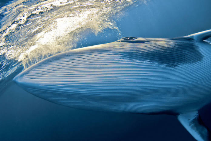 Whale watching in the UK minke whale