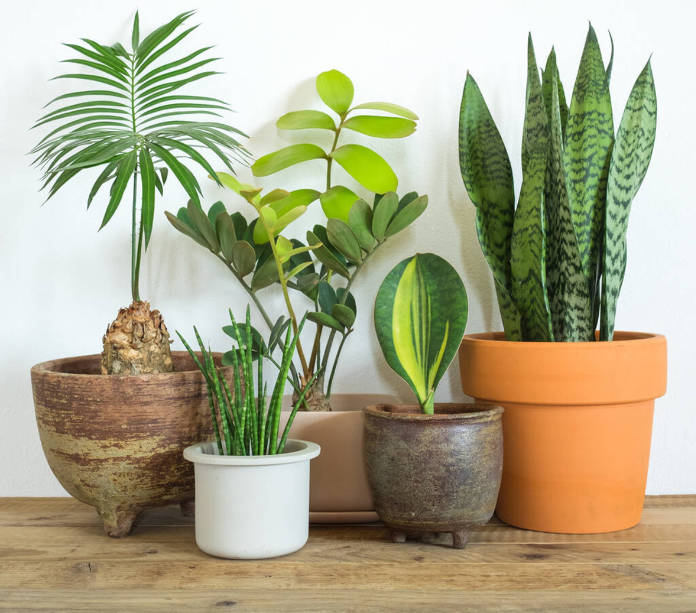 Selection of houseplants for subscription service (Not On The High Street/Flowers At The Mill/PA)