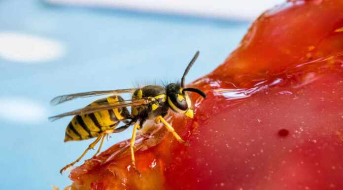 garden insects wasp