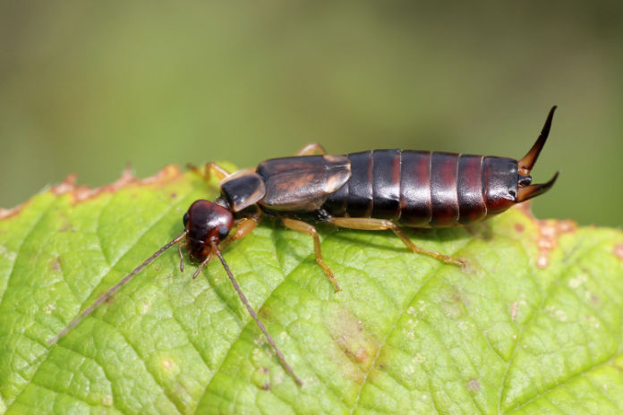 Garden insects earwig