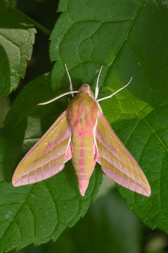 Large elephant hawk moth displays its vibrant colors at rest on some broad green leaves. The bright colors make the moth stand out from the leaves