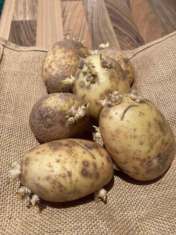 How to grow new vegetables potatoes