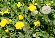 Dandelions and other weeds