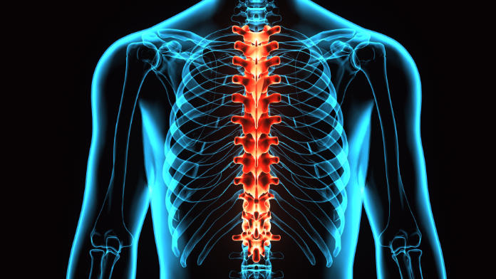 Thoracic spine pain skeleton