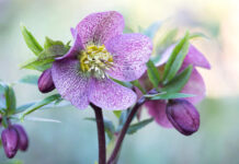 Garden photography: a photo of a flower