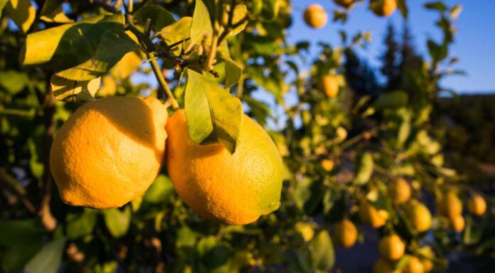 how to grow citrus trees
