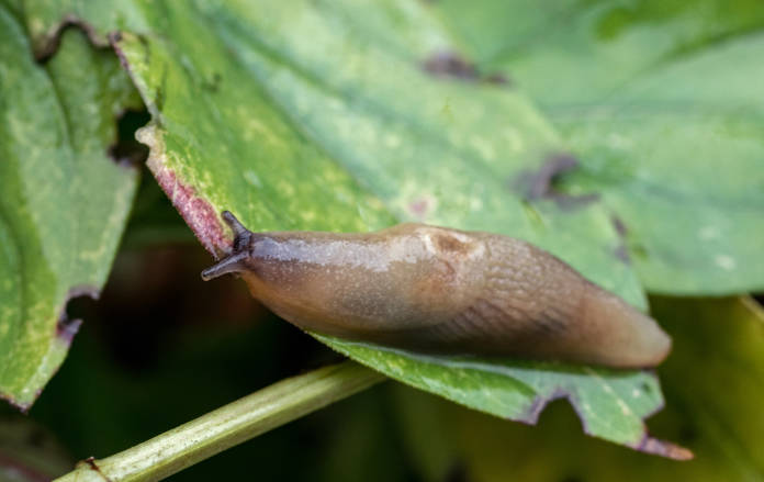Slug creeps along the green leaf of the plant. 
