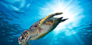 A sea turtle enjoying life due to an effort to reduce plastic waste
