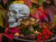 Halloween plants- 10 poisonous plants