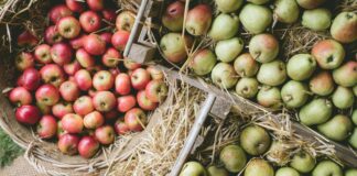 Harvest apples (Heligan/PA)