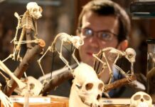 UCL Staff Member Jack Ashby looks at the primate skeletons, part of the Grant Museum of Zoology & Comparative Anatomy, which re-opened to the public today.
