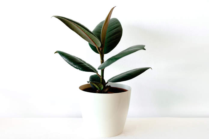 Best office plant - rubber plant (Ficus elastica)