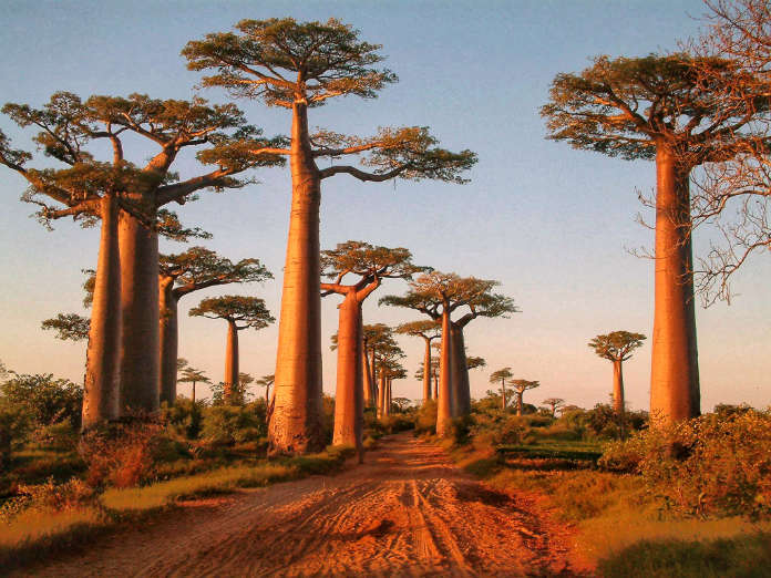 Baobabs in Madagascar 
