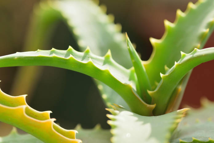 Aloe vera plant 