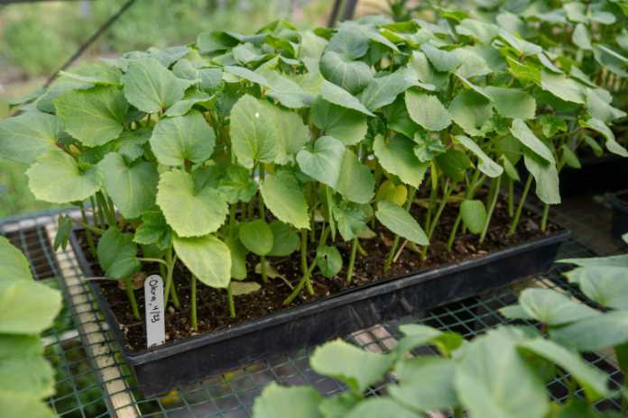 Grow okra in a greenhouse 