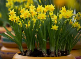 Choosing the right daffodil