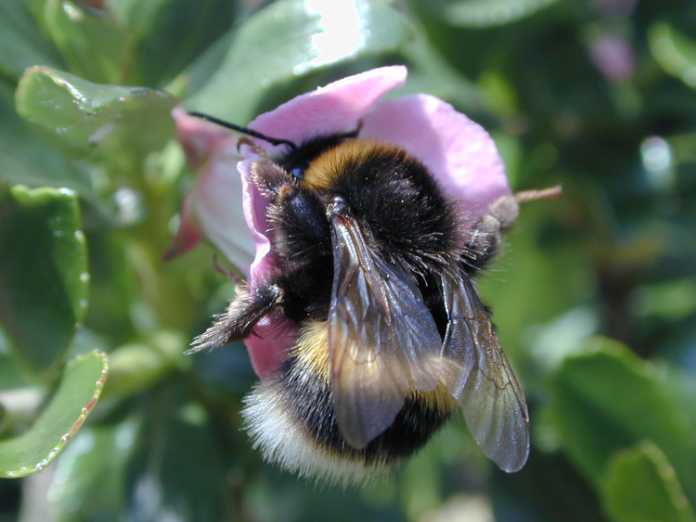 Bumble bees love escallonia flowers 