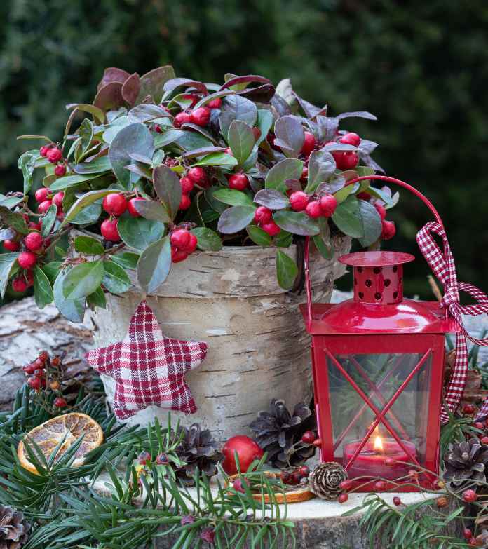 gaultheria procumbens in pot and red lantern as winter garden decoration