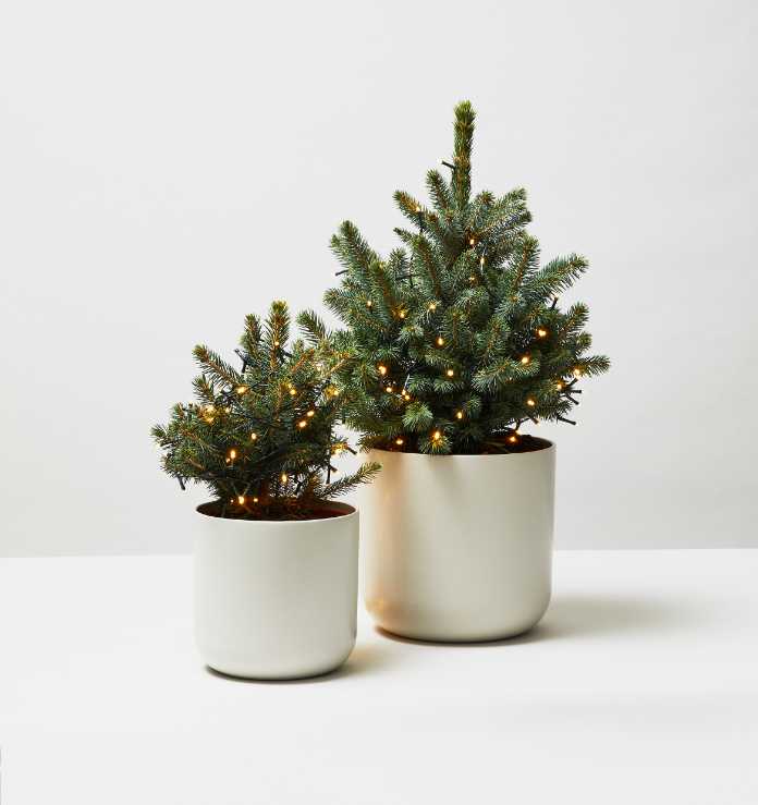 A pair of blue spruce in pots 