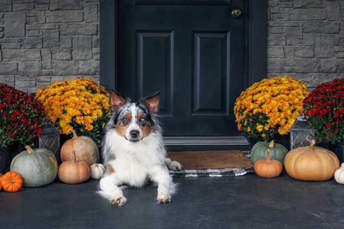 Blue Merle Australian Shepherd dog lying on a front porch decorated with mums and pumpkins for fall.