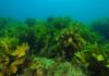 Edible seaweed- Should we be eating algae?