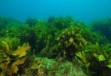 Edible seaweed- Should we be eating algae?
