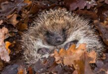 How to create a winter wildlife – Hibernating hedgehog (Alamy/PA)
