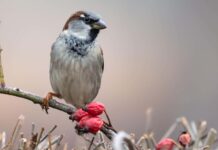 House Sparrow. Passer Domesticus, Standing on a bush with a nice blurry background