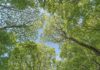 A canopy of trees can cut pollution
