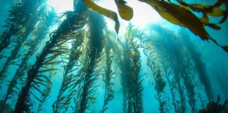 A large kelp forest