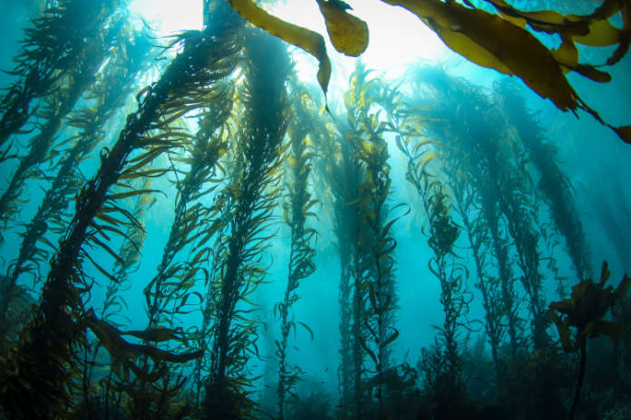 The California Kelp Forests