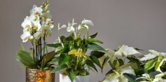A selection of white houseplants for Christmas