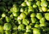 How to cook brussels sprouts - Fresh Brussels sprouts