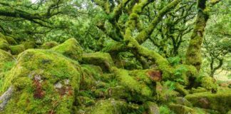 Ancient oak covered with moss