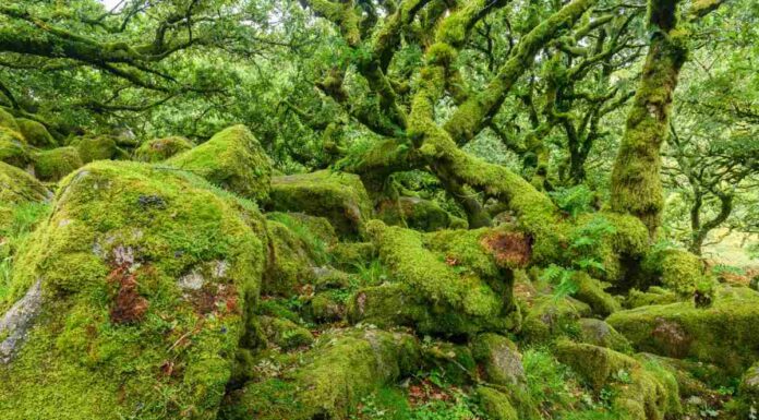 Ancient oak covered with moss
