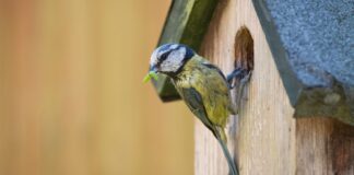 A blue tit bringing a caterpillar to a nestbox