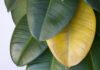 Yellowing leaf on a rubber plant