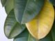 Yellowing leaf on a rubber plant