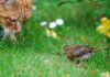 How to stop cats killing birds: A ginger cat looking at a bird on a garden lawn