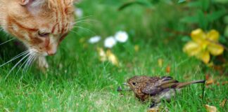 How to stop cats killing birds: A ginger cat looking at a bird on a garden lawn