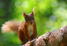 Red squirrel on a tree branch
