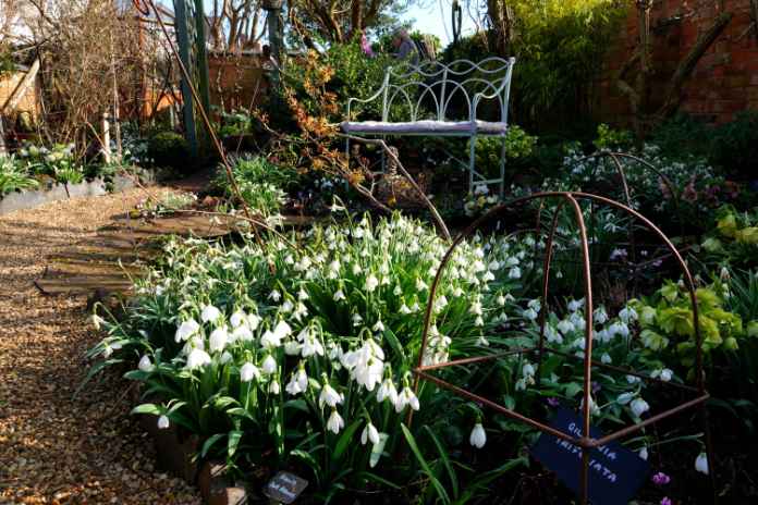 Snowdrops at Westview, Leicestershire 