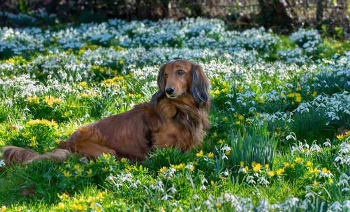 Otto the Dachshund in a drift of Galanthus nivalis and Eranthis hyemalis
