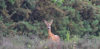 UK staycation ideas A Spotted by red deer at Caesars Camp Swinley Forest near Bracknell