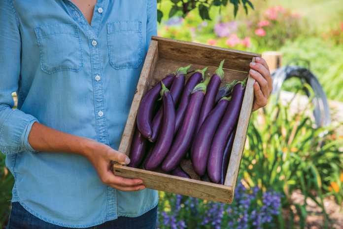 Purple vegetables aubergines