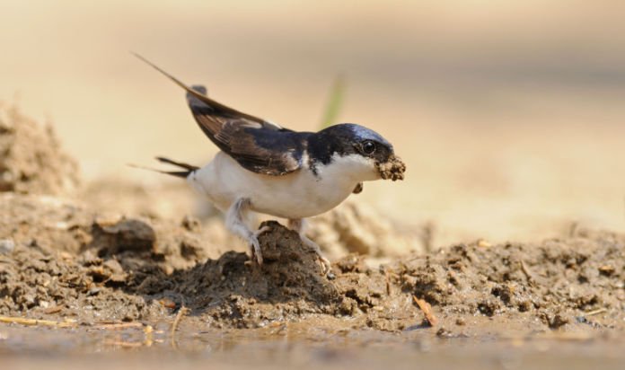A house martin collects mud for its nest 