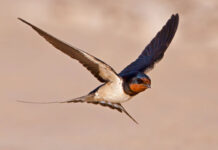A swallow in flight
