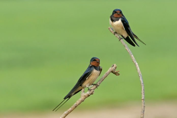 A pair of swallows 