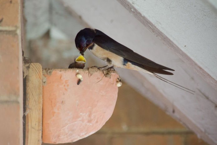 A swallow feeds its chicks at a nest site 